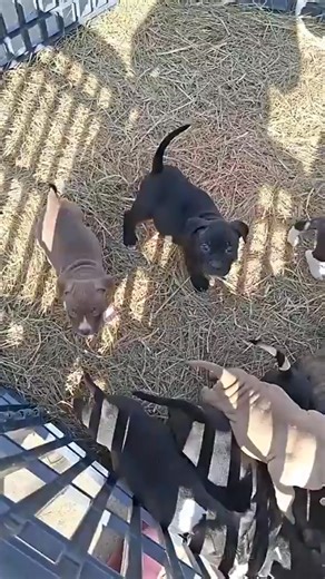 Puppies 😍 hit my line for details | Crystal Johnson