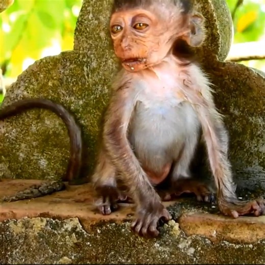 47K views · 721 reactions | Weak young monkey bravely explores the forest hoping to find enough food to survive | Today Monkey II | Facebook