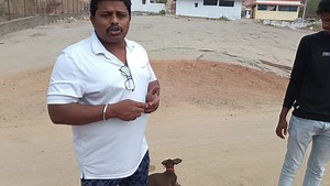 5.3K views · 282 reactions | #doberman #bhairavakennelsproddatur 9533855034 only whatsapp | Bhairava Kennels Proddatur | Facebook