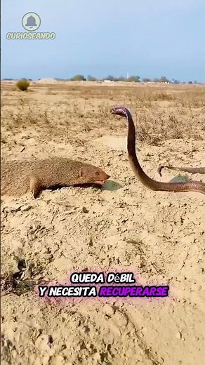 Why is this mongoose digging right under a snake? 😳🐍 #Animals #FunFacts #Mongoose