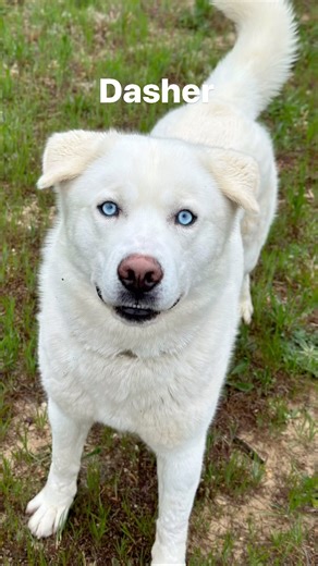 110 reactions · 51 shares | DOG OF THE DAY. Dasher is a 3 year old unaltered male. As you can see he is full of energy and has amazing blue eyes. Dasher is a ladies man and did get in a fight related to that issue. Unfortunately that landed him here at the shelter. Please consider paying Dasher a visit this week. #dasher #stafford #dogoftheday #dog #shelterdog. | Stafford County Animal Shelter | Facebook
