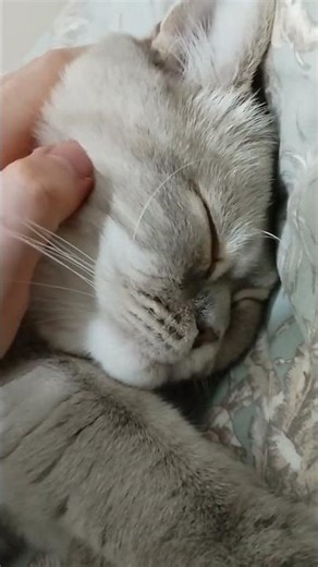 Chubby Cat Face Massage! | #cat #asmr #catmassage #chubbycat #catasmr