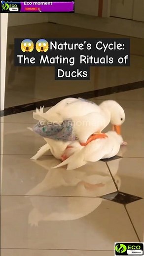 Nature's Cycle: The Mating Rituals of Ducks!!