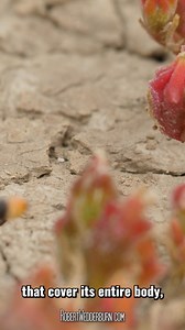 Cape Coral Snake 🐍😲 #snake #nature #animals | Robert Wedderburn Productions