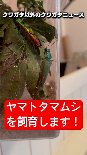 【ヤマトタマムシ】日本で1番キレイな昆虫と言えばコレでしょ！#ヤマトタマムシ#タマムシ #ニジイロクワガタ