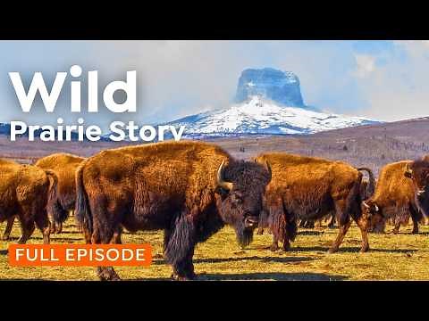 Who Rules the North American Prairie? | The Wild Heartlands | 4K Nature Documentary