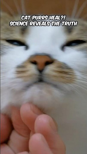 The Surprising Healing Power of Cat Purrs (Science Says It’s Real!)