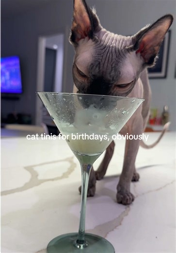 happy 2nd birthday brucie!!! ilysm 🥹 | cats