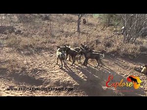 A Large Pack of African wild Dogs With 17 Puppies | Rare Sighting | Africa Explore Safaris