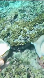 7.7K views · 51 reactions | Alien sea snail✅. #alienseasnailcatch #fishing #spearfishing #followershighlight #fyp #reels #videoviral #videoreels #jangkauanluasfyp | Azink | Facebook