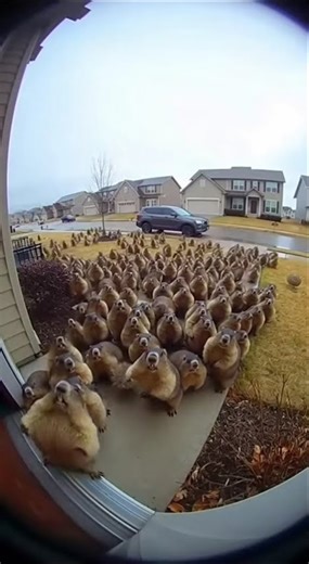 Groundhog Invasion: A Massive Front Yard Takeover!