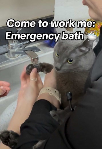 Veterinarian's Challenge: Bathing a Bad Kitty