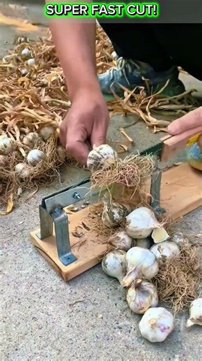 DIY Garlic & Onion Root Cutter Tool – Satisfying Fast Harvest Hack!