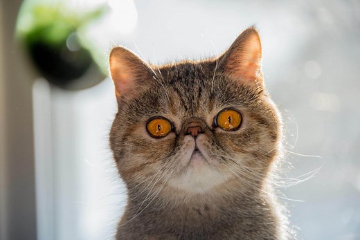 Exotic Shorthair: Cat Breed Information & Characteristics