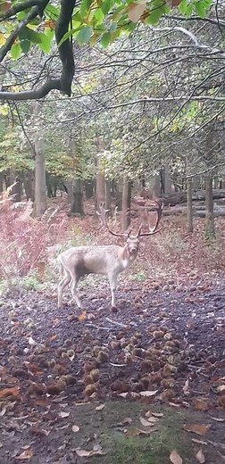Fallow Deer Facts: Beauty in the Wild