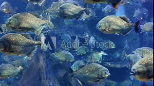 4k video footage of Red-bellied Piranha ( Pygocentrus nattereri ) swim inside the aquarium.