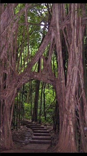 Hiking Manoa Falls & Bamboo Forest: Oahu's Ultimate Jungle Adventure
