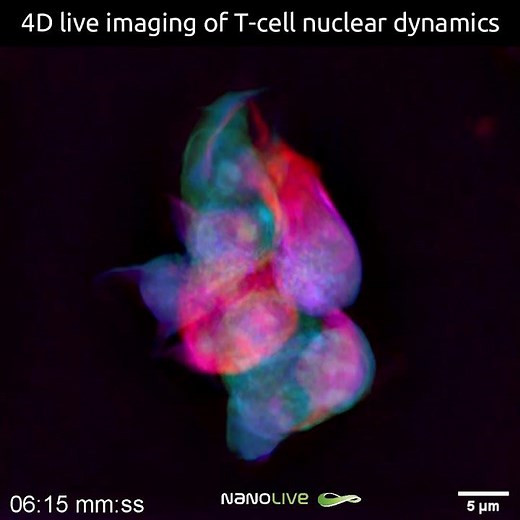 T cell dynamics as captured by Nanolive’s label-free technology
