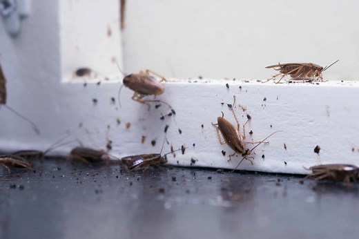 Why Do Cockroaches Even Exist? Discover Their Purpose in the Environment