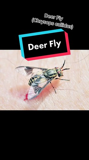Understanding Deer Fly: Facts and Features