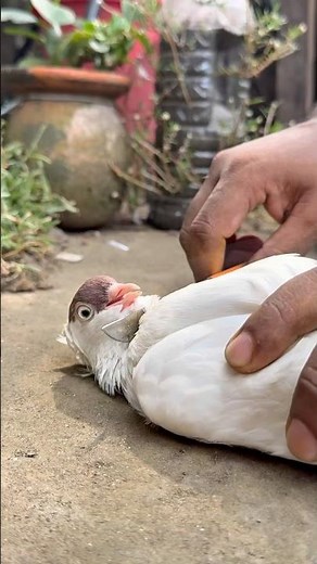 How to Treat a Sick Pigeon | Educational Video | Pigeon Care & Recovery Tips #pigeon #SickPigeon