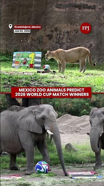 Mexico Zoo Animals Make Their Picks For The 2026 FIFA World Cup