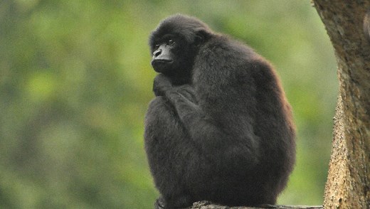World's 25 Most Endangered Primates Revealed – Urgent Action Needed To Save Them