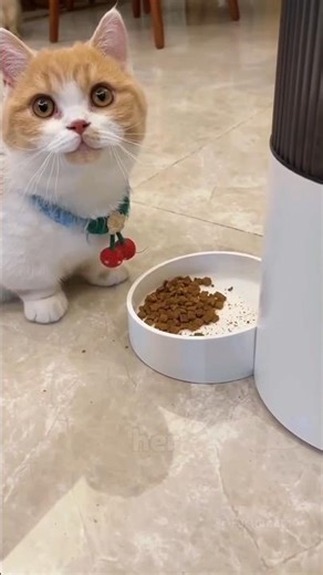 Smart Cat vs Secret Machine 😹📱#shorts #viral #explore #youtuber #funny #commentary