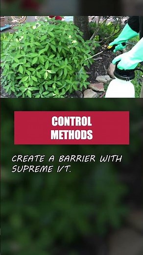 Eliminate Four-lined Plant Bug Infestations Quickly & Easily! [DIY Pest Control]