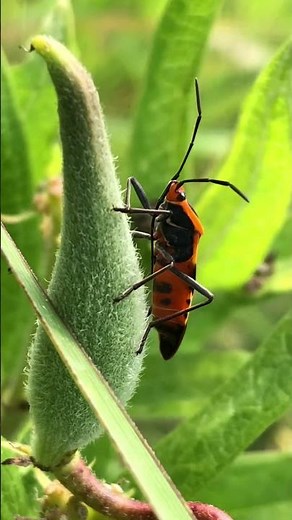 This is a large milkweed bug. Ever seen them?