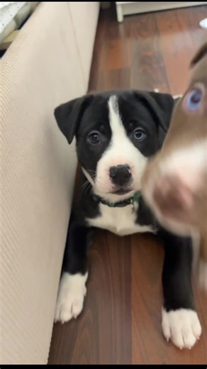 Meet Panda and Coco: The Adorable Mixed Breed Duo