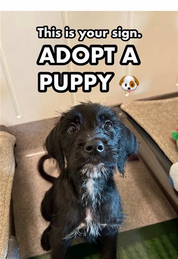 Wallis Annenberg PetSpace on TikTok