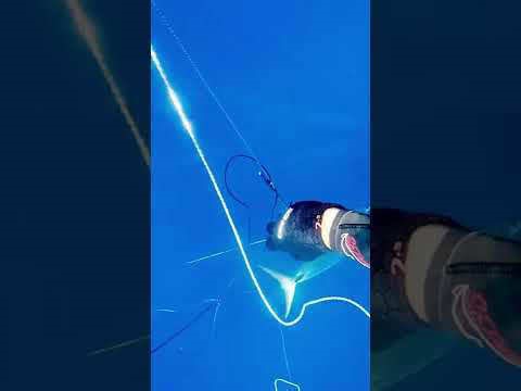 Landing a 7kg Spanish #spearfishing #freediving #spanishmackrell