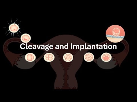 Cleavage and Implantation | Human Reproduction | Class 12 | Zoology | Telangana | Khan Academy