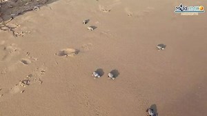 Baby turtles make their way to sea in Italy