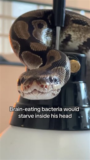 Rae Delsey on Instagram: "Oh Monty 🐍🤍 #reptilelover #ballpython #snakelover"