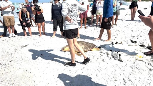 WATCH: "Grimm,' and 'Monique,' two sea turtles, were released back into the Gulf after undergoing rehabilitation from toxin exposure due to red tide. https://bit.ly/3Rw18M1 | SNN, The Suncoast News Network