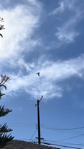 Hummingbirds are the only birds that can fly backwards and hover, beating their wings up to 80 times per second! #Hummingbirdlove #hummingbird #reel #animals #videobird #viral #bird #nature #animais | Hummingbird Love