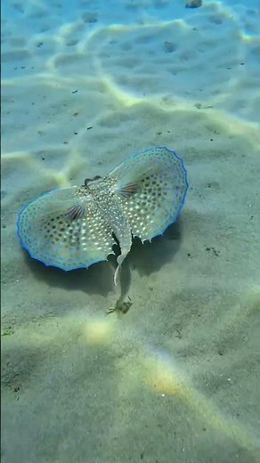Flying Gurnard: The Fish That Looks Like a Butterfly! 🦋🐟