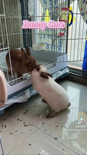 Bunny Core 🐇🥕 #Bunnycore #fyp