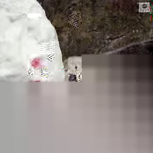 307K views · 1.7K reactions | OTTER-LY ADORABLE: Plunging temperatures across the Midwest have frozen many schools and businesses, but they were no match for these sea otters! https://abcn.ws/2DJqLnr | ABC News | Facebook