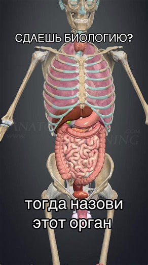 Что это за орган…? #биологияогэ #огэбиология #преподавательбиологии #химбио