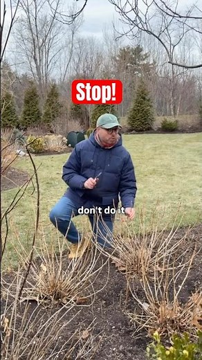Stop! Don’t prune your hydrangeas like this