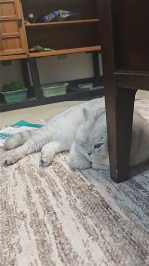 Missed Cat Treats Today: A Feline's Sad Tale