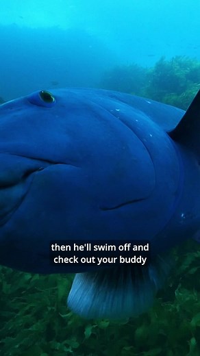 Discovering the Blue Groper: A Southern Reef Highlight