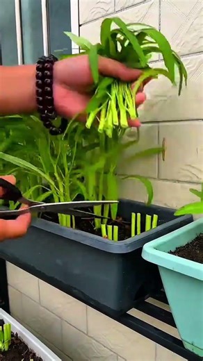 Sustainable Urban Gardening, Harvesting Fresh Water Spinach from a Rectangular Planter