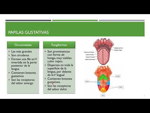 Anatomía y FIsiología del Gusto