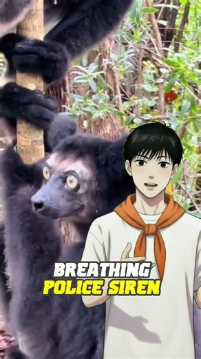 The indri: nature’s police siren 🚨