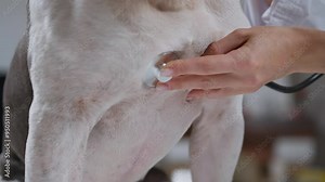 This video showcases a dogs veterinary checkup, with the vet examining it thoroughly and applying soothing cream, highlighting the importance of animal care