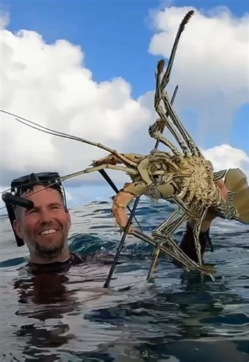 Hunting the reef for BIG crayfish 🦞🌊 Nothing beats that moment when you spot the feelers tucked deep in the rocks. Latest ep on our channel #cray #crayfish #crayfishing #boating #spearfishing